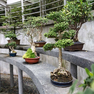 Bonsai Pots
